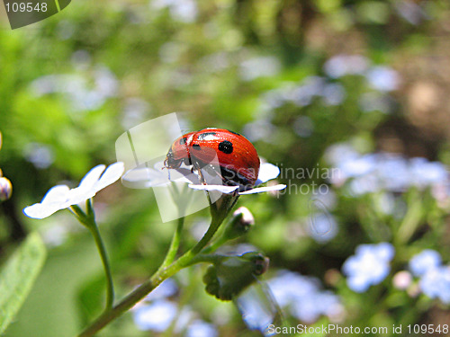 Image of ladybug on blue flowers
