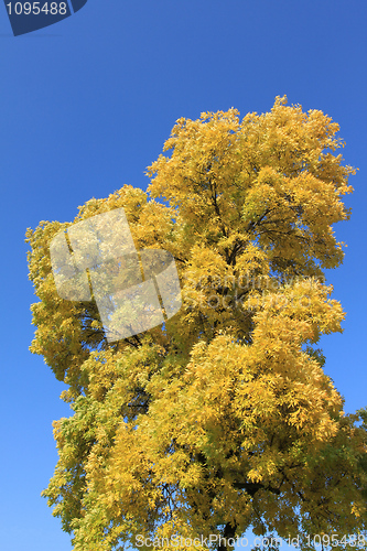 Image of Autumn