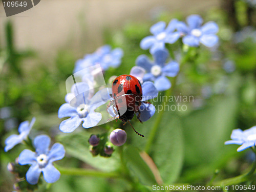 Image of ladybug on blue flowers