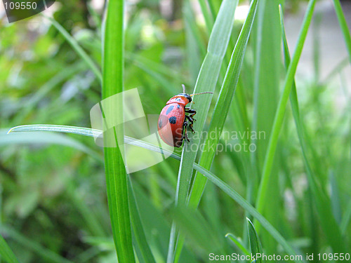 Image of ladybug on the grass