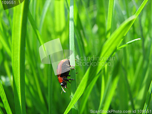 Image of ladybug on the grass