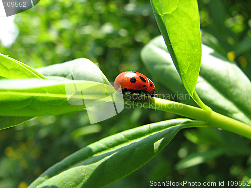 Image of ladybug on the grass