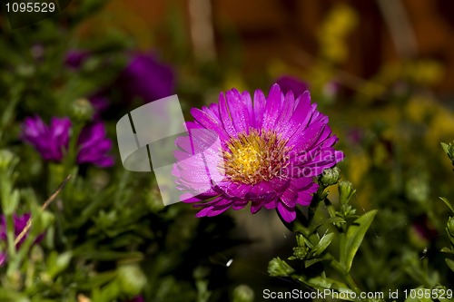 Image of Aster