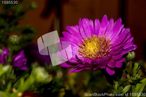 Image of New york aster