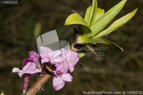 Image of Daphne mezereum