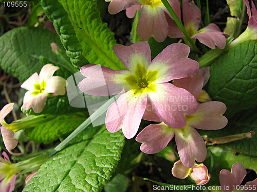 Image of pink primreose