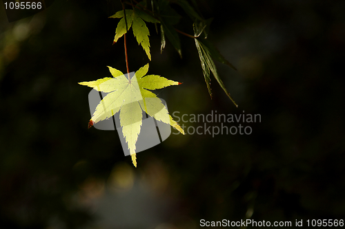 Image of Green leaf