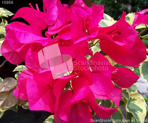 Image of unique red flower