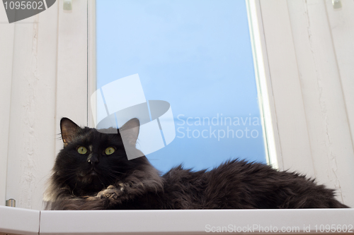 Image of House cat at a window