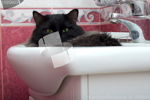 Image of Cat in a bowl