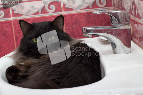 Image of Cat in a bowl