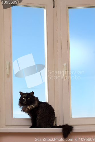 Image of House cat at a window