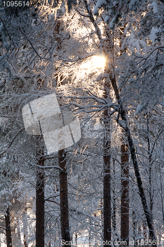 Image of winter forest