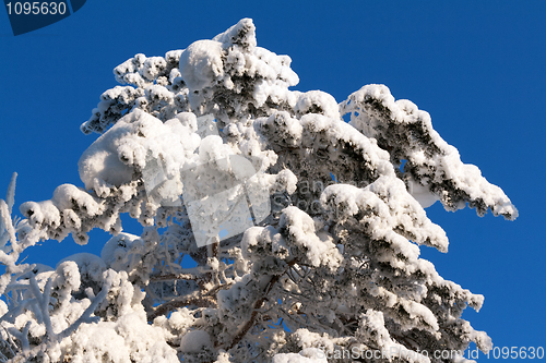 Image of tree in the snow