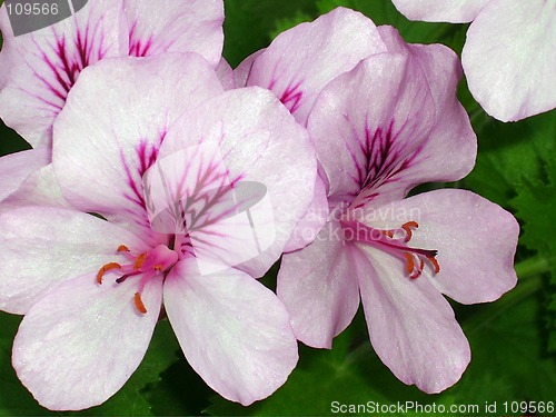 Image of Flowers