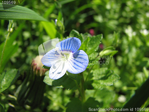 Image of little flower on the grass