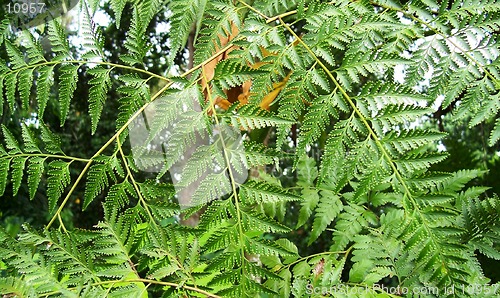 Image of fern leaves