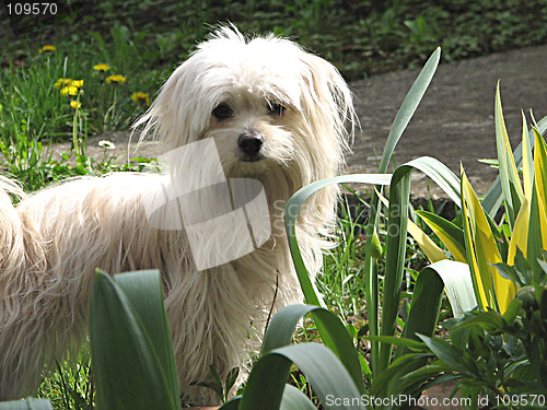 Image of little crumb in the grass