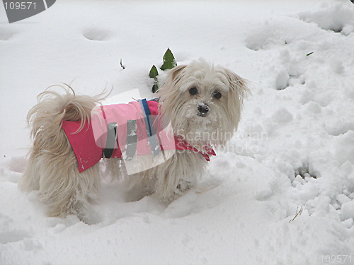 Image of little crumb on the snow