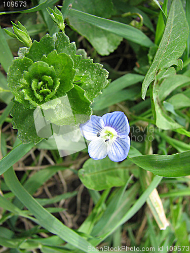 Image of little blue flower