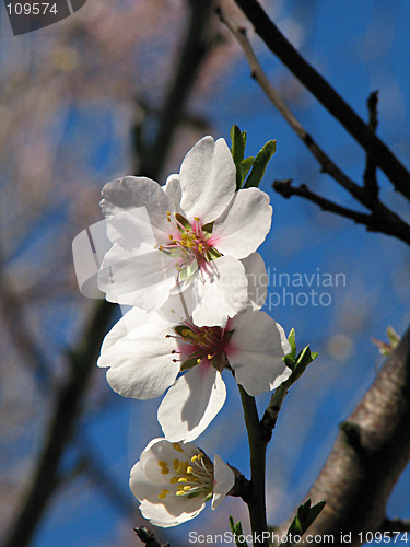 Image of little flowers of apple tree