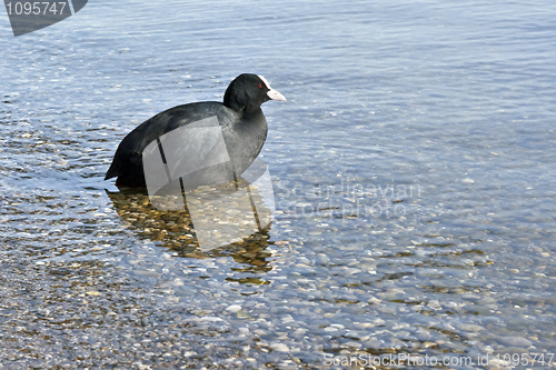 Image of Fulica atra