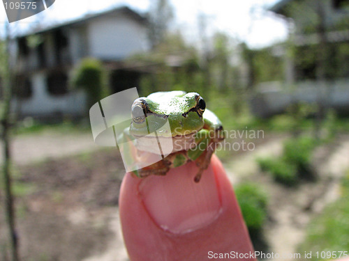 Image of little green frog on the finger