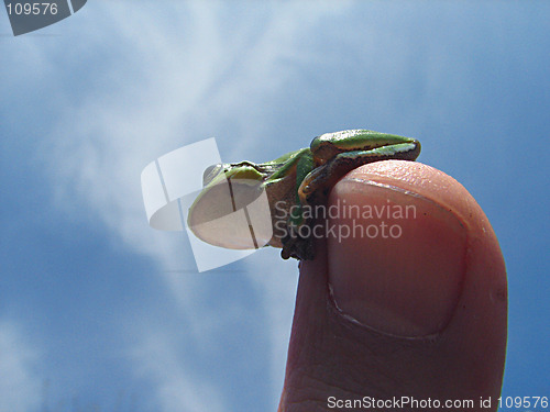Image of little green frog on the finger