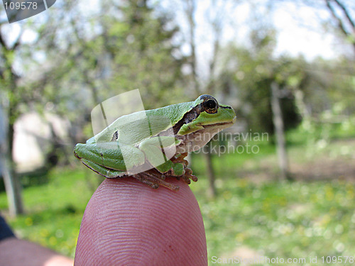 Image of little green frog on the finger