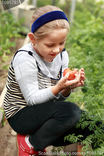 Image of Harvest from glasshouse