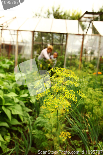 Image of Garden