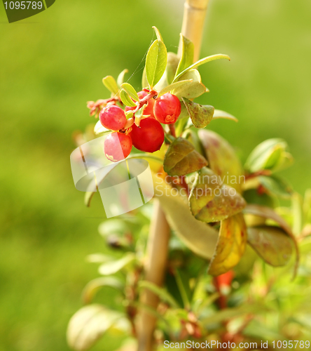 Image of Cranberry plant