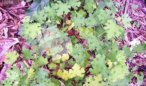 Image of Tropical green short plant