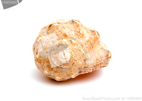 Image of sea shell