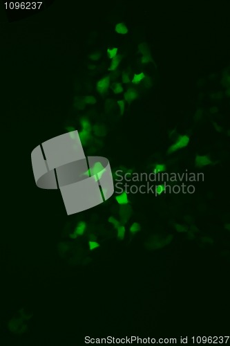 Image of Tissue culture cells expressing GFP