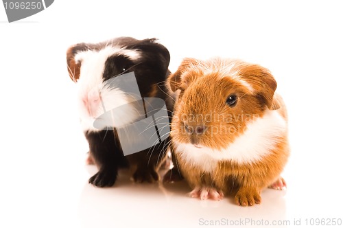 Image of baby guinea pig