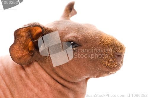 Image of skinny guinea pig