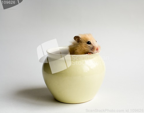 Image of Hamster in the pot