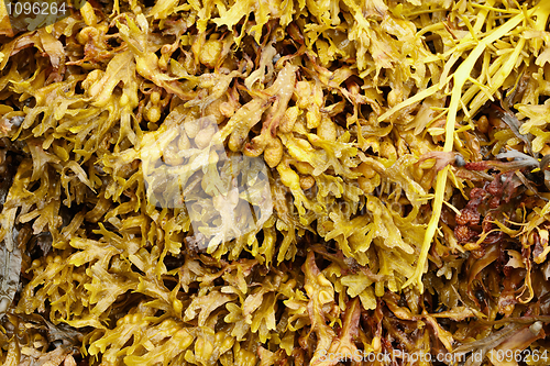 Image of Marine algae on northern shore - background