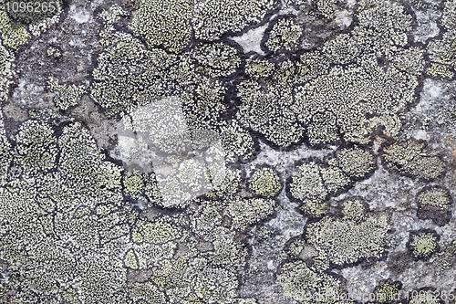 Image of Background - surface of rock with northern lichen