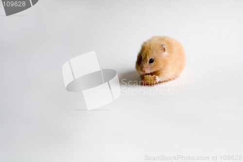 Image of hamster