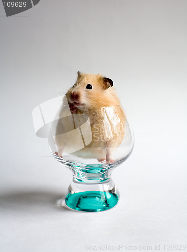 Image of Hamster in the glass