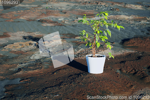 Image of Green Ficus in pot on stony desert