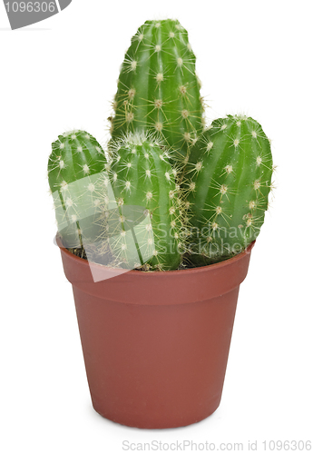 Image of Cactus on white