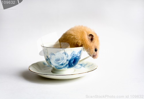 Image of Escape from  the teacup