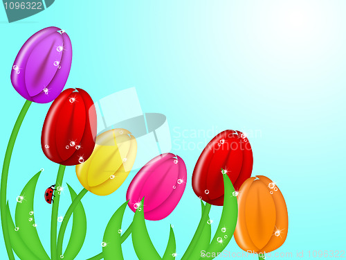 Image of Ladybug Climbing Up Tulip Flower Stem Assorted Colors