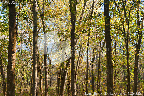 Image of in the trees of the forest