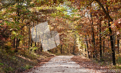 Image of country road through autumn trees