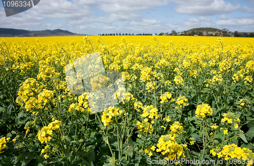 Image of canola in the farm field