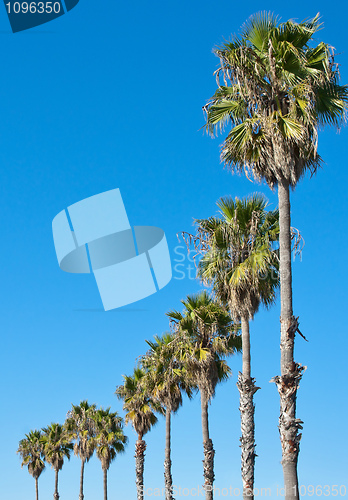 Image of palm tree blue sky frame